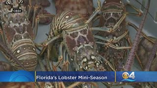 Grab Your Tickle Stick Floridas Lobster Mini-Season Is Almost Here