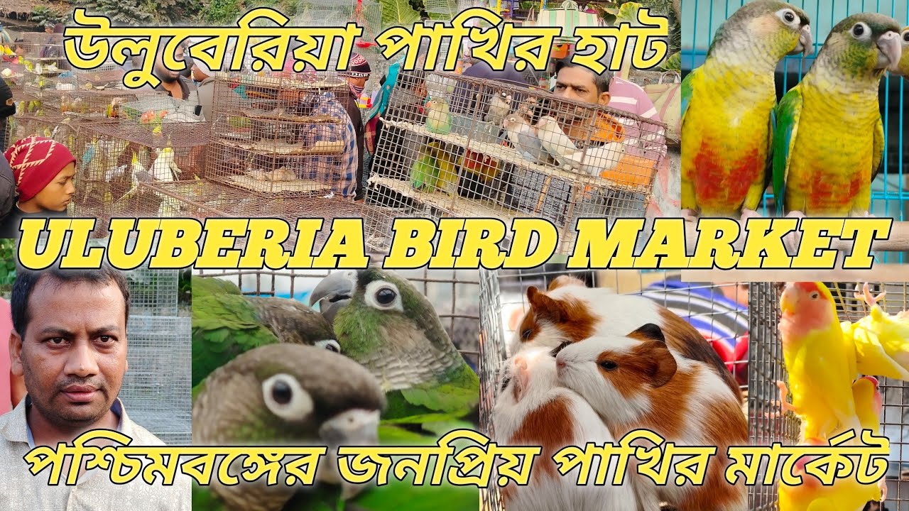Uluberia Bird market  bird  price update 31th January সবচেয়ে কম দামের জনপ্রিয় বিদেশি পাখির মার্কেট