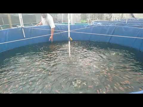 Budidaya ikan nila kolam bioflok 
