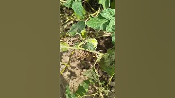 Hi baingan #petfoodie #doglover #rockydog #petowner #birds #dogfood #petcare #pets #dogfooding