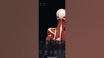 Human anatomy in augmented reality |arcore|arfoundation|vuforia| unity3d|