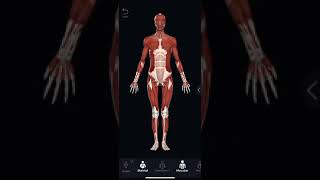 Human anatomy in augmented reality |arcore|arfoundation|vuforia| unity3d|