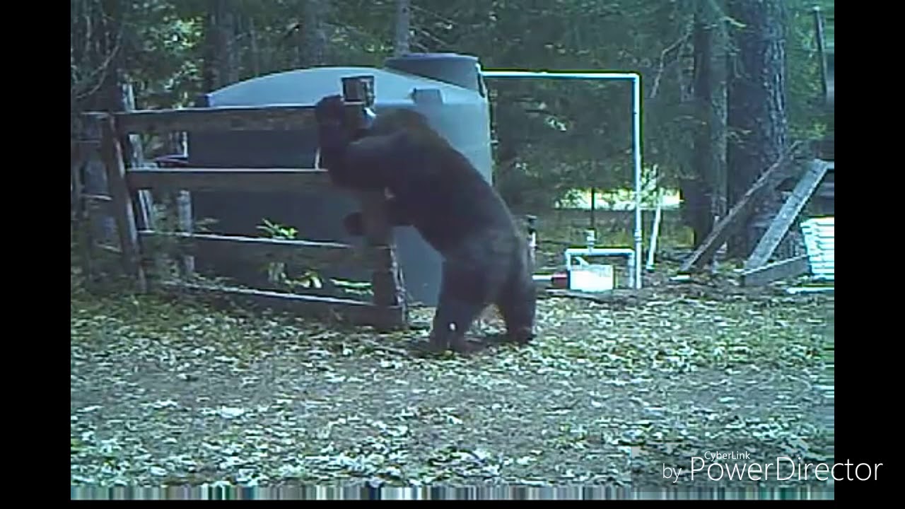 Male Bear gets slapped in nuts