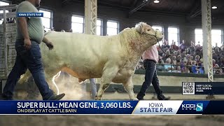 Mean Gene is this year's Super Bull at the Iowa State Fair