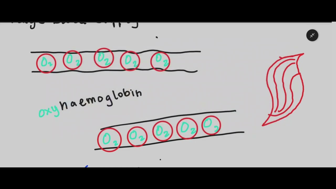 The Cardio-respiratory System (AQA GCSE PE) | Super PE Online