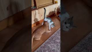 cats | Funny Shorts #shorts #cat