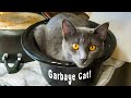 Smokey: The Garbage Cat (My Cat Is Crazy) Music Video