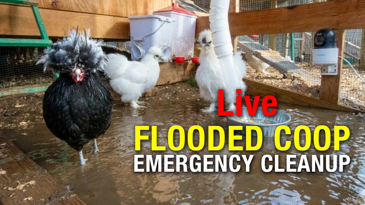 LIVE: Flooded Chicken Coop in Winter Storm? Here's What We Did (Silkies Saved)