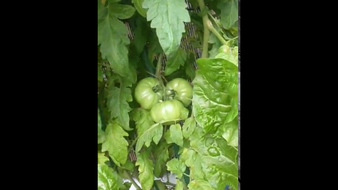 aquaponic green beans - aquaponic
