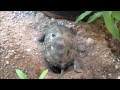 イシガメ産卵 2013/7/8