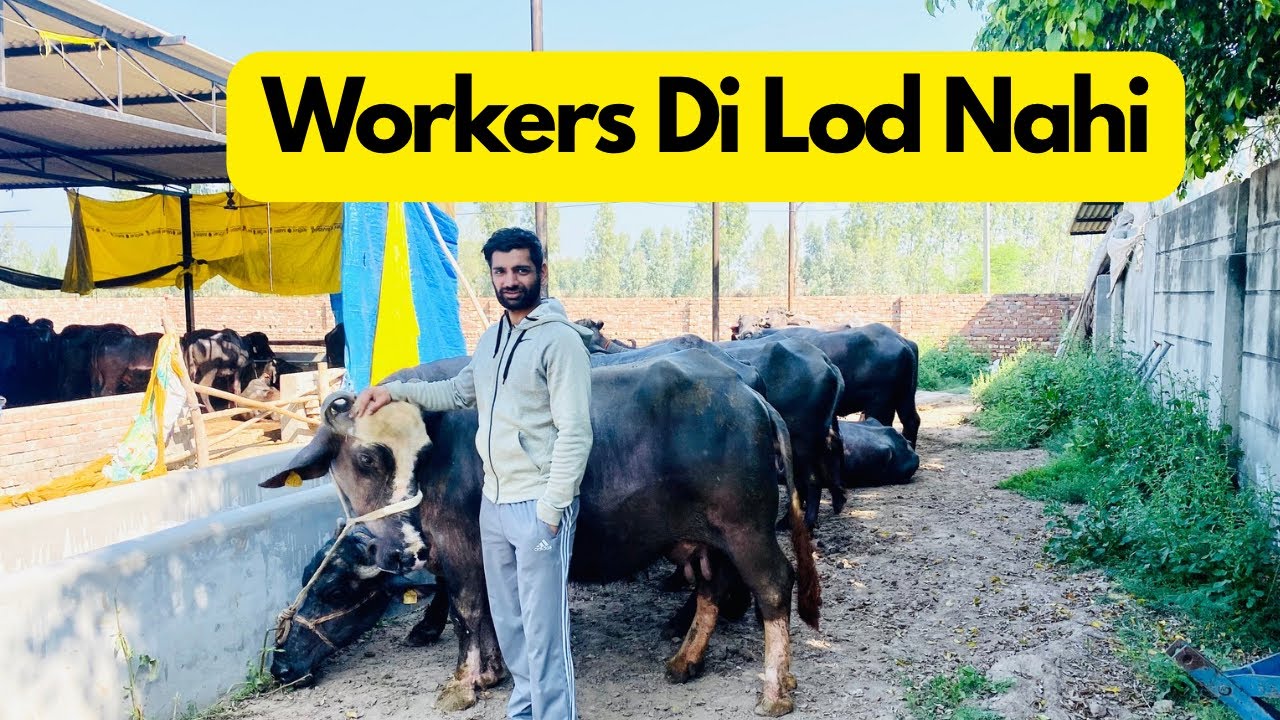 How to make automatic Dairy Farm.