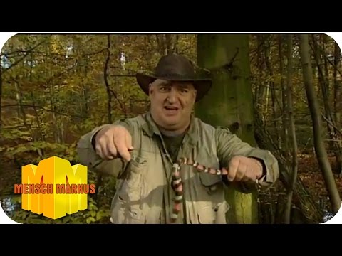 Ranger Rick - Der alberne Tod | Mensch Markus