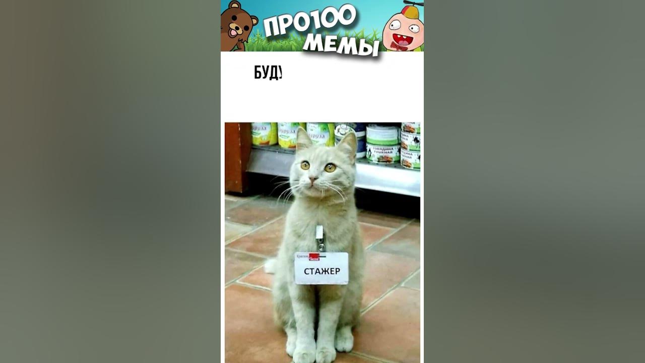 Смешные мемы котов без озвучки Мемы 2023 #котики YouTube
