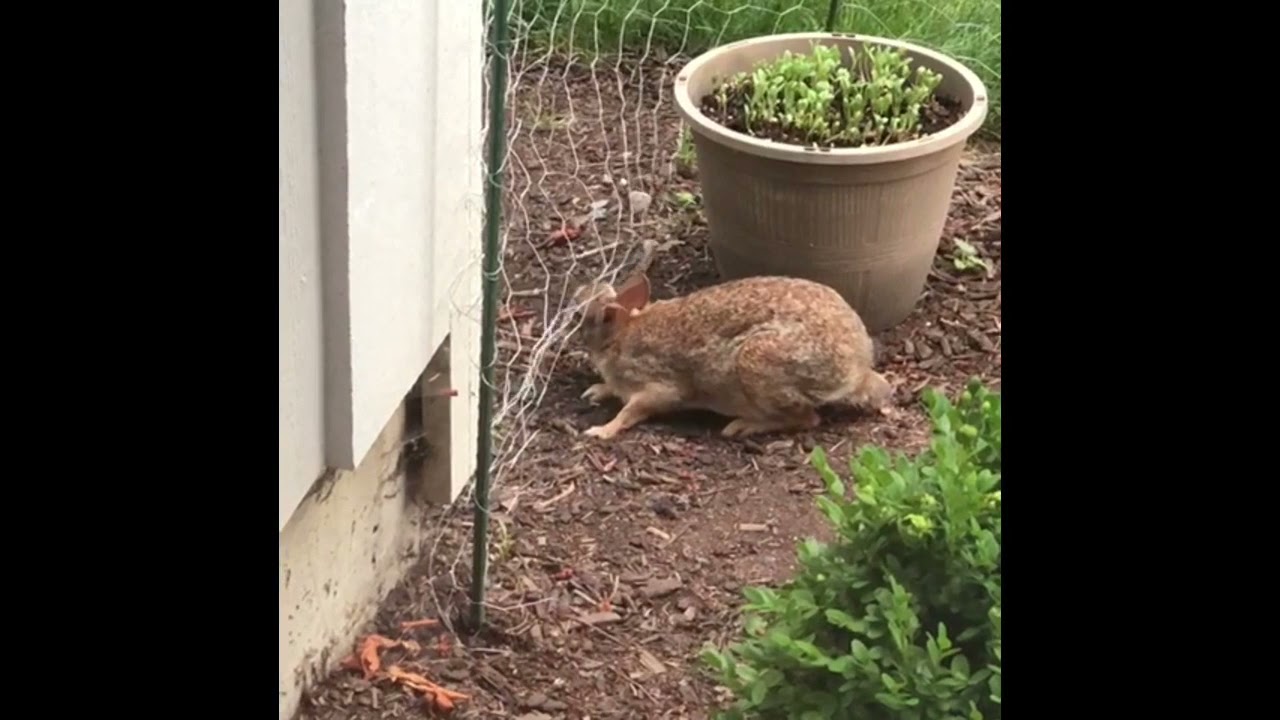 This is how the veggie thief gets in  | Rabbit Funny Cute