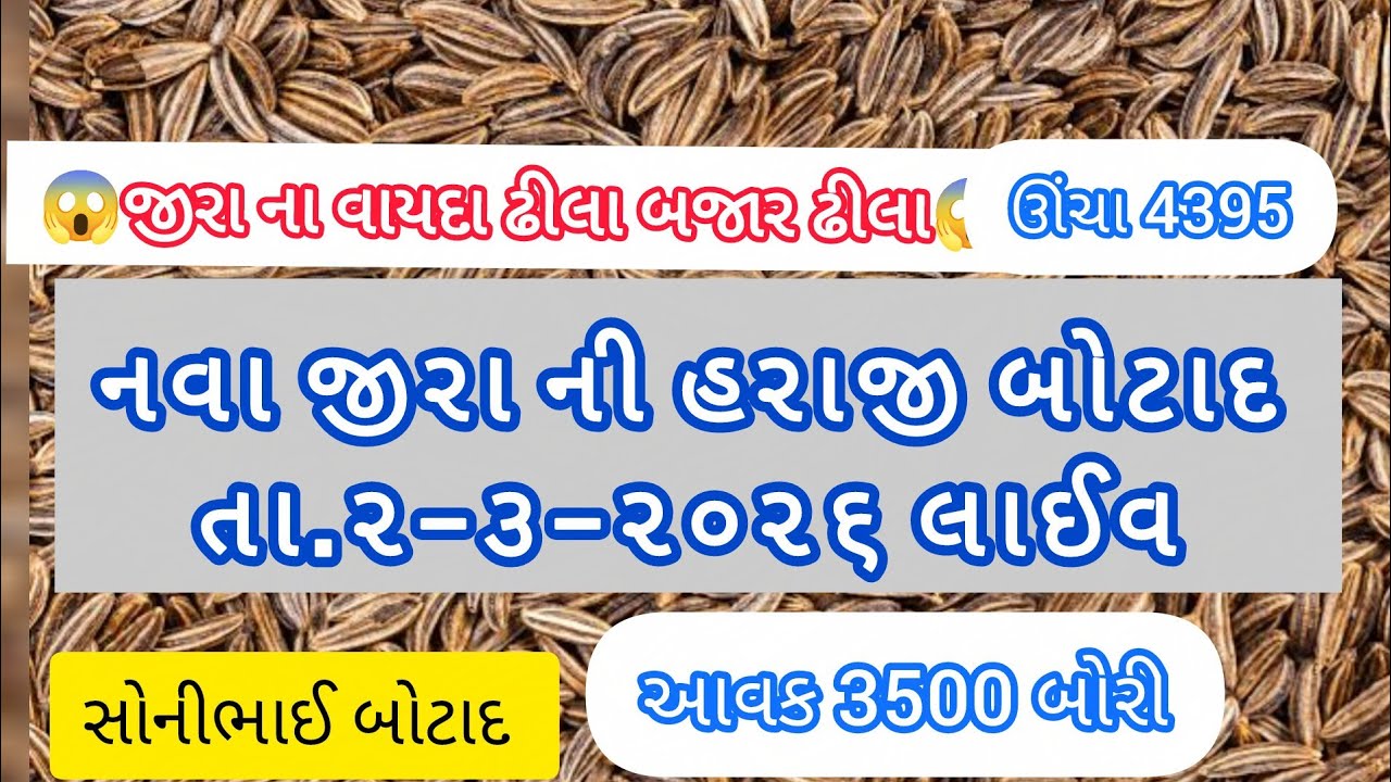 તા.2-3-26|જીરા ની હરાજી|botad|#sonibhaibotad #બોટાદ |જીરું @SONIBHAI2111 