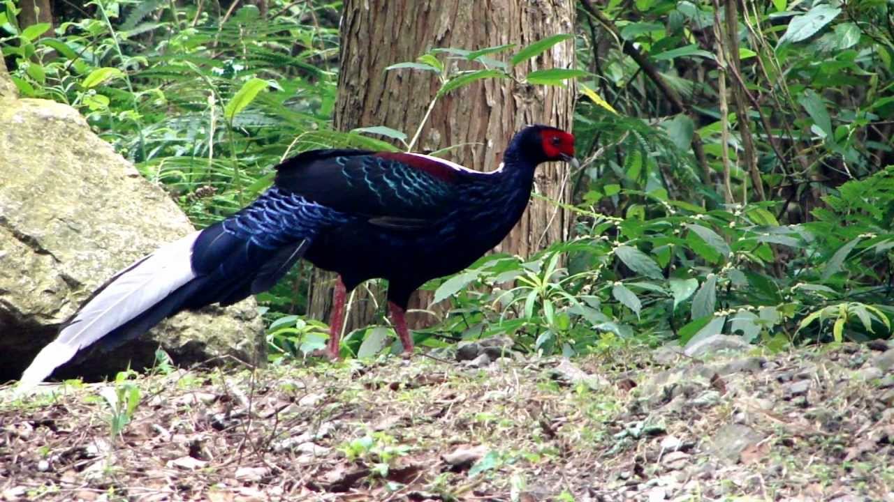 藍腹鷴(Swinhoe's Pheasant)--鳴叫聲 