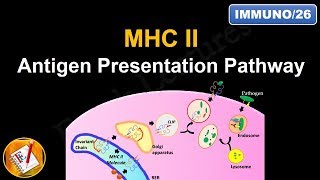 Antigen Processing and Presentation (PART II): MHC II Antigen Presentation Pathway (FL-Immuno/26)