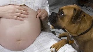 Hunde beschützen ihren schwangeren Besitzer by Videos Germany 870,209 views 8 years ago 3 minutes, 20 seconds