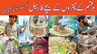 Teetar k Batchy for sale 2021| kala teetar k batchye | Dakhne teetar | baby parrots for sale |chakor