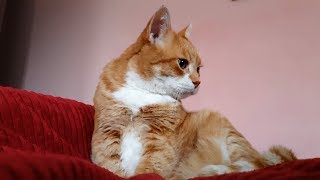 7 Reasons Why You Should Adopt an Older Cat