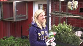 Storybook Farm - Meet the Primates