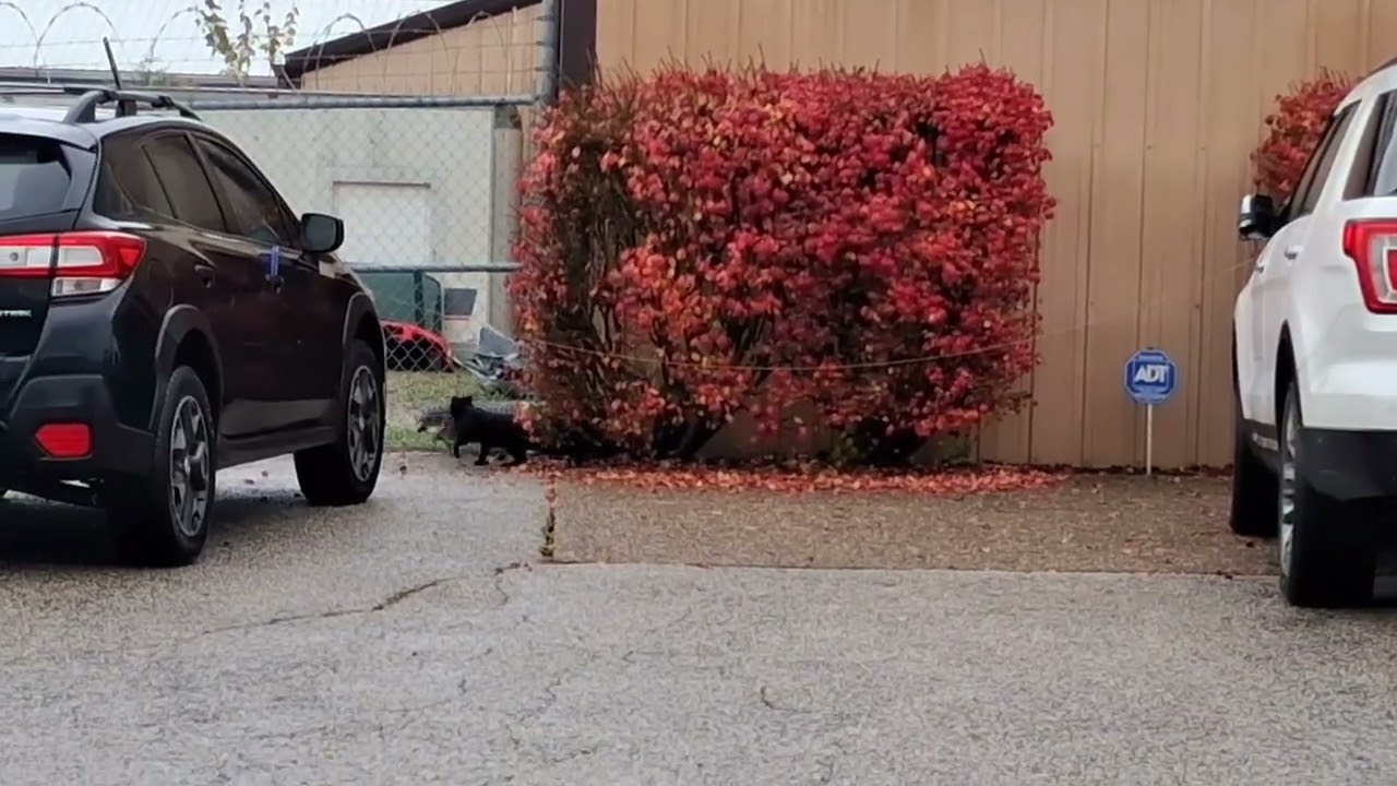 Community cat, Drogo, helped us trap another cat for TNR!