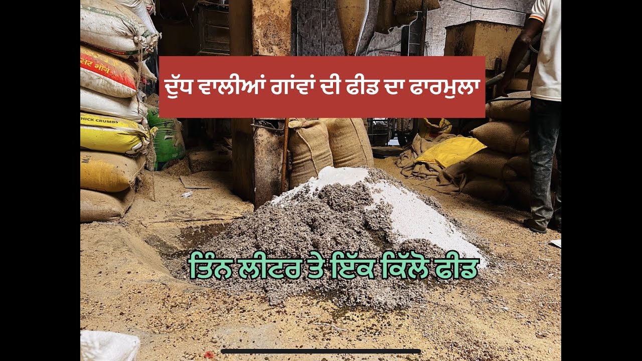 BEST FEED FORMULA FOR COW INCREASE MILK. FULL INFORMATION | BASSI DAIRY FARM | |PUNJAB |