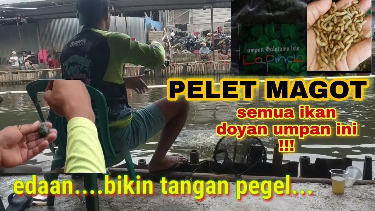 UMPAN SUPER GACOR !!! BIKIN TANGAN PEGEL || PELET LAPINDO || MAGOT ||ASLI  BIKIN TETANGGA MLONGO