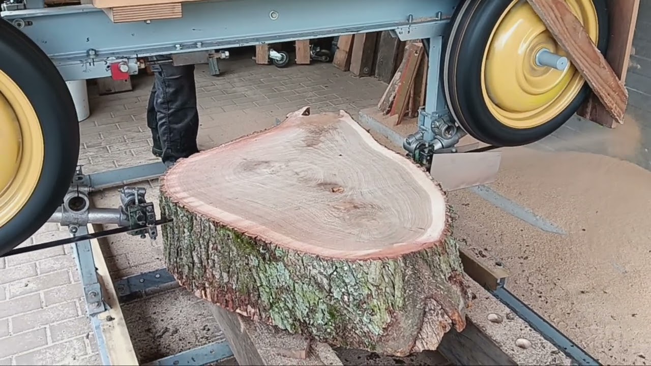 Blockbandsäge, sägen einer Baumscheibe aus Eiche