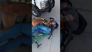 K9 Malinois TAKES DOWN Fleeing Bike Thief! 🐕🚓 #k9 #policedog #belgianmalinois