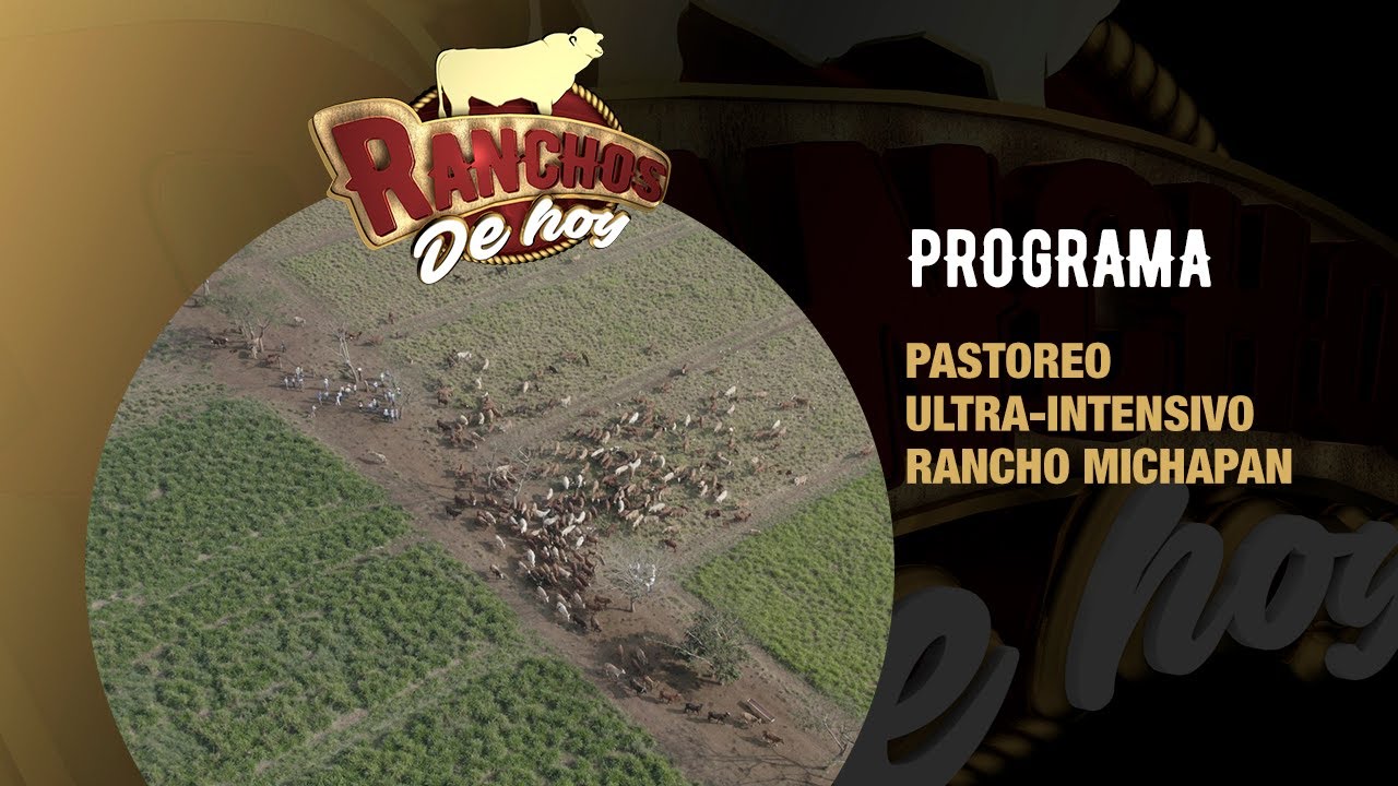 693.Pastoreo| Pastoreo Ultra-intensivo |Rancho Michapan