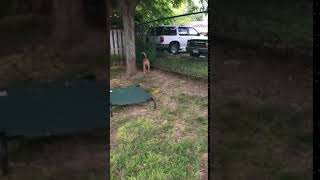 Meet Boz A Terrier Pit Bull Currently Available For Adoption At Petango 732018 35132 Pm