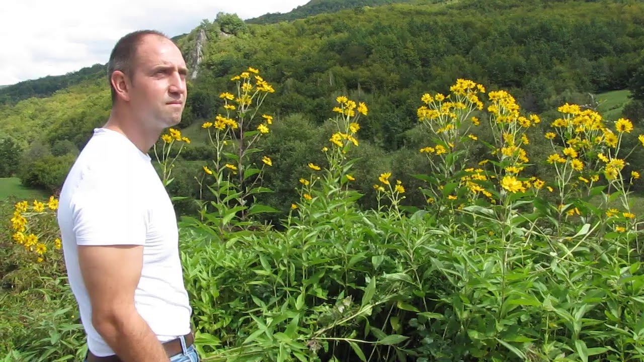 PORALIST - cicoka (Helianthus tuberosus)