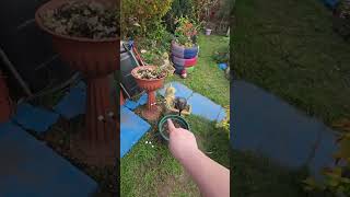 guided tour round the back garden