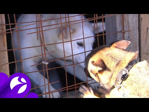 О братьях наших меньших в канун Всемирного дня защиты бездомных животных