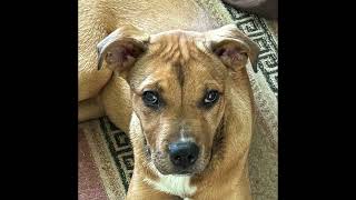 Tyson's Official Adoption Video
