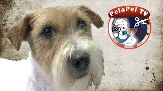 PELUQUERÍA CANINA  GROOMING HANDSTRIPPED JACK RUSELL TERRIER  CON HELEN DIEZ