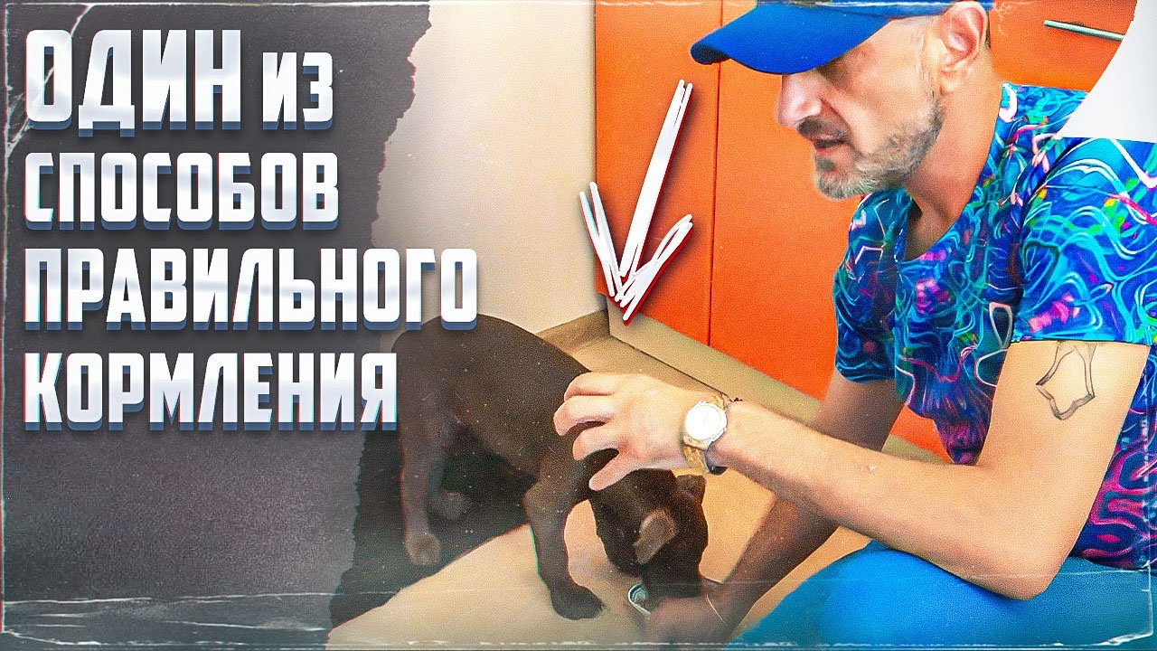 рациональное питание для собак