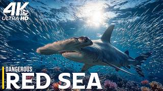 Red Sea Predators | Who Really Rules the Reef When Every Shadow Can Strike?