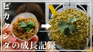 ビカクシダの成長記録】あの胞子培養株をお迎えしてから半年…現在の姿