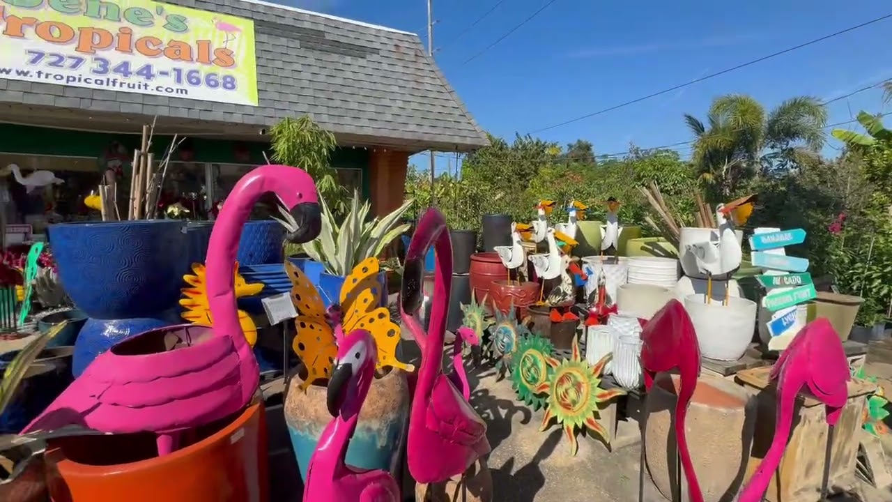 Jené's Tropicals St Petersburg Florida