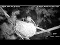 Wildlife Rescue of Dade County Eagle Nest Top Cam