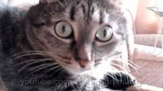 robocat