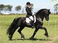 Say you wont let gohorse dressage music