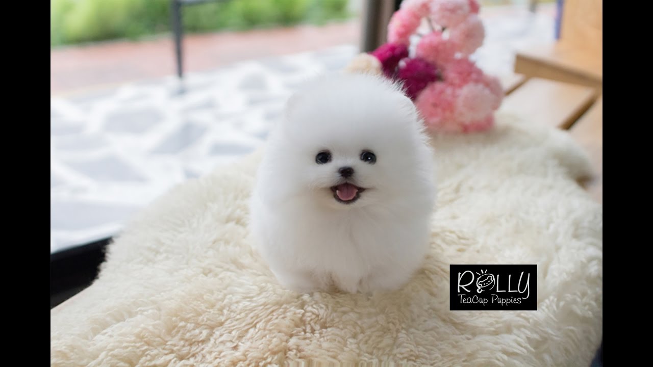 Amazing Doll Face Pomeranian Tiffany Rolly Teacup Puppies Youtube Pomeranian Puppy Teacup Teacup Puppies Pomeranian Puppy