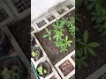 Basta my tanim, My garden