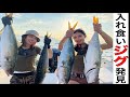 マイボートで明石海峡！ジグの墓場 小磯 にジギング＆タイラバしに行ったらやばかった！青物が湧いてる〜！NEWタックルのソルティガとオシアコンクエストも一緒に💖