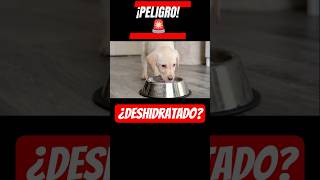 ¿Tu perro está deshidratado? Haz esta prueba 🐶 #perros #vomitos #deshidratación