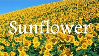 映画「ひまわり」愛のテーマ Sunflower / ★ピアノ演奏 オリジナルアレンジ chords