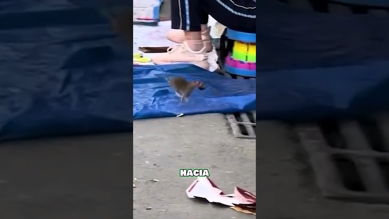Este Ratón MALVADO aprende la lección